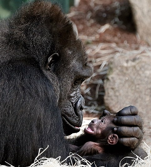 Tierpark Hellabrunn, © Tierpark Hellabrunn