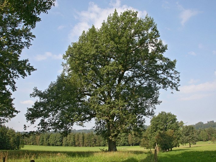 Eiche im Heilklimapark, &copy; Gemeinde Wackersberg