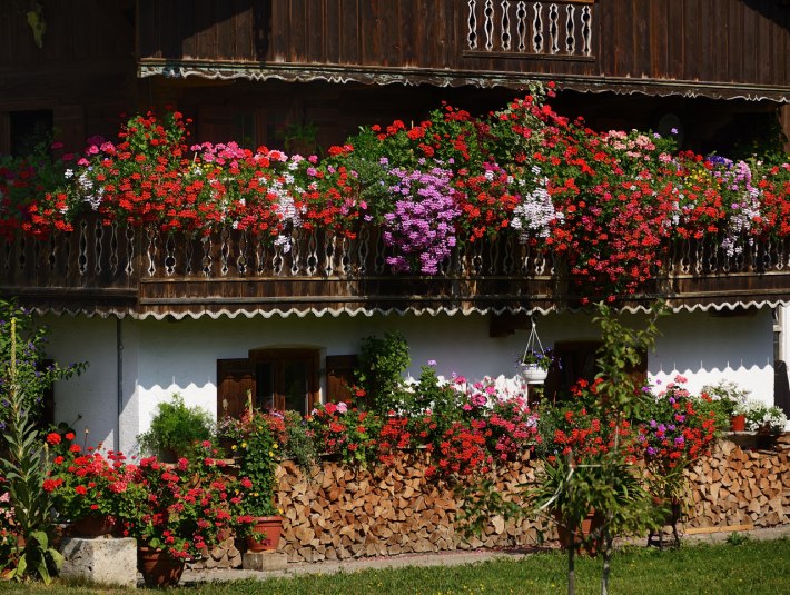 Blumenpracht, &copy; Hirz